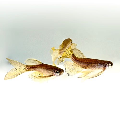 Brachyd.frankei Luipaarddanio sluier L